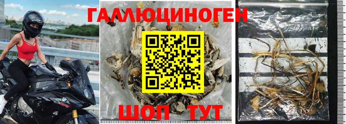 Псилоцибиновые грибы Cubensis Грязи
